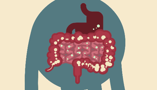 mennesket mave-tarmsystem hvor det er markeret hvor der er flest bakterier