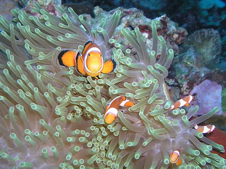 Kommensal symbiose. Fotograf: Sigurd Mørk Jakobsen Klovnfisk og søanemone. Fotograf: Sigurd Mørk Jakobsen